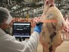 Sistema di Tracciabilità carne